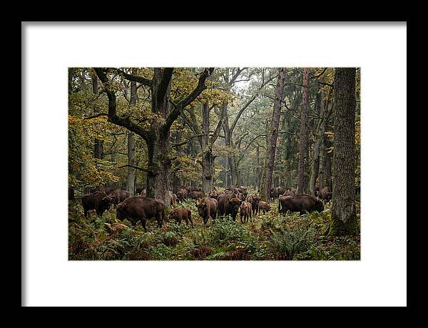European Bison Herd In Autumn Forest