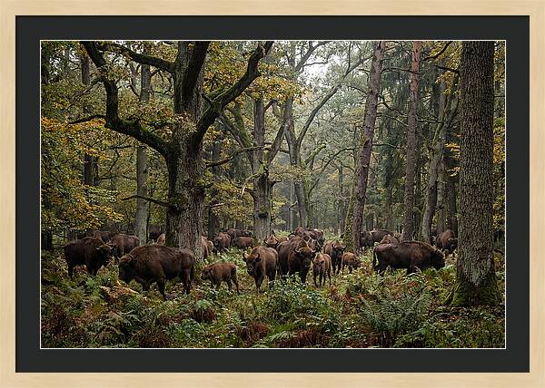 European Bison Herd In Autumn Forest