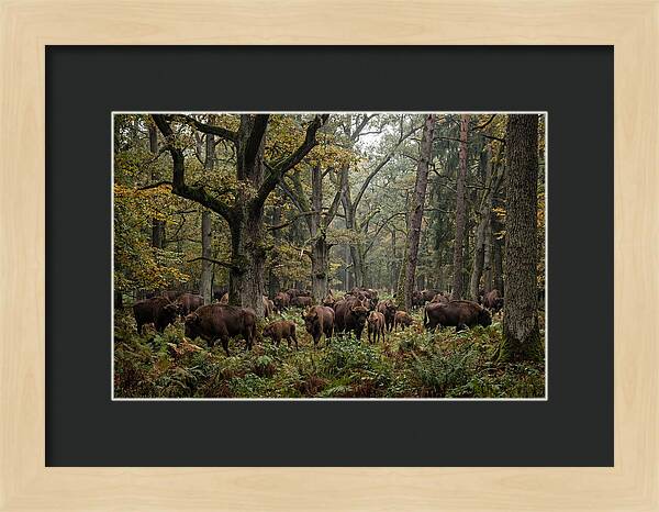European Bison Herd In Autumn Forest