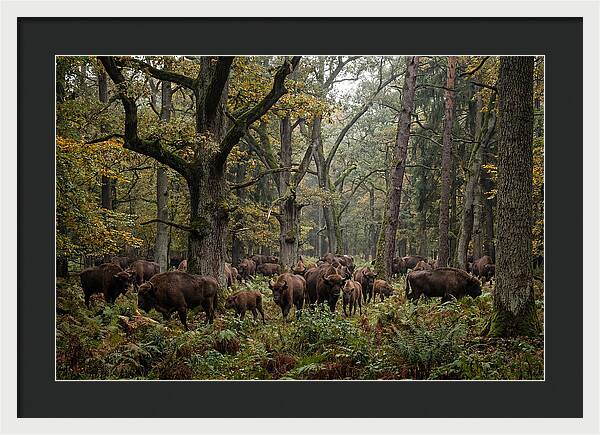 European Bison Herd In Autumn Forest