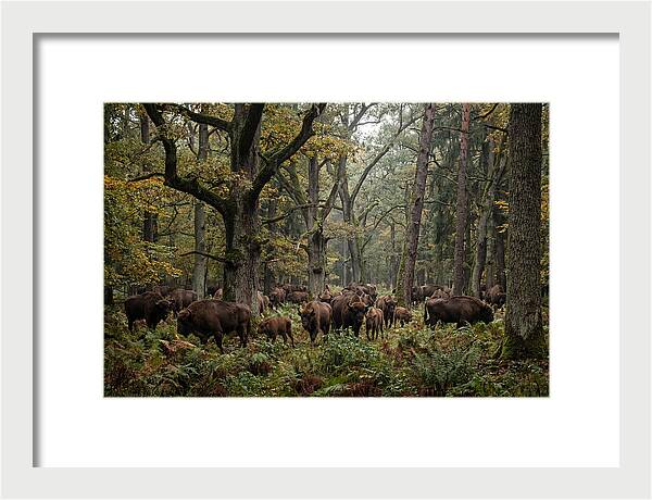 European Bison Herd In Autumn Forest