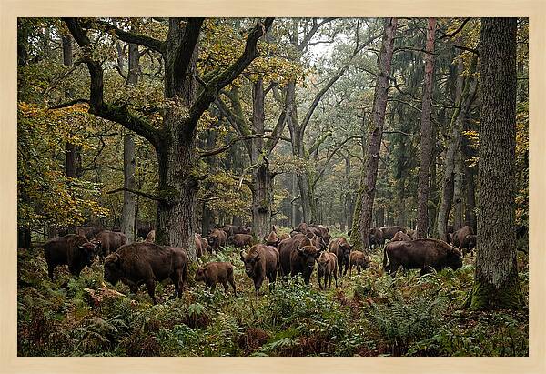 European Bison Herd In Autumn Forest