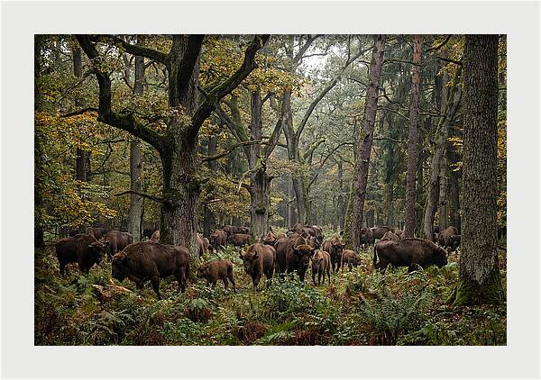 European Bison Herd In Autumn Forest