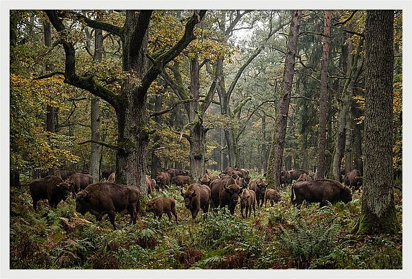 European Bison Herd In Autumn Forest