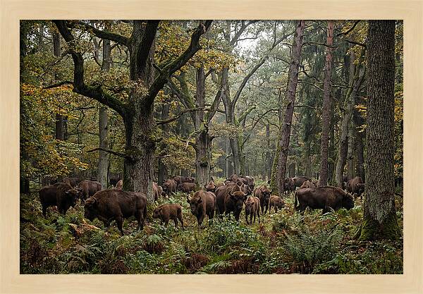 European Bison Herd In Autumn Forest