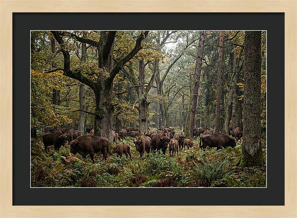 European Bison Herd In Autumn Forest