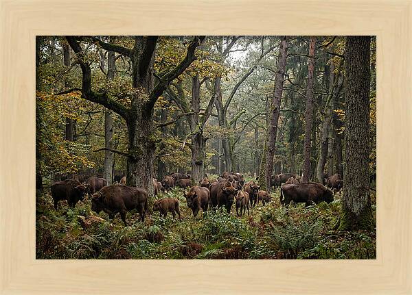European Bison Herd In Autumn Forest