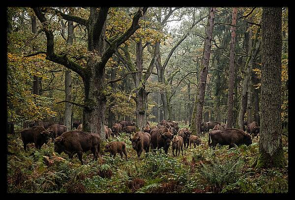 European Bison Herd In Autumn Forest