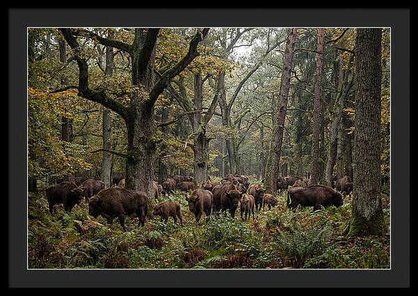 European Bison Herd In Autumn Forest