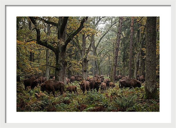 European Bison Herd In Autumn Forest