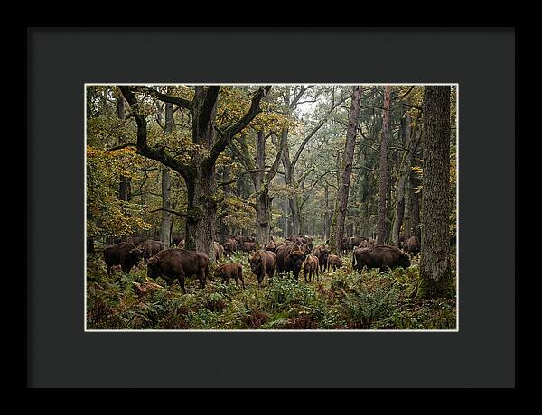 European Bison Herd In Autumn Forest