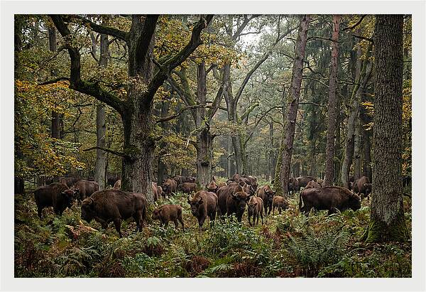 European Bison Herd In Autumn Forest