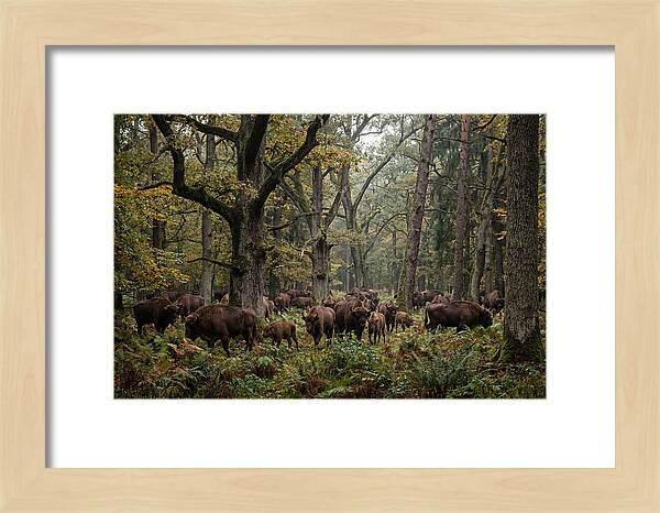 European Bison Herd In Autumn Forest