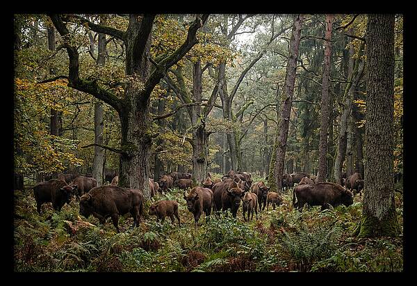 European Bison Herd In Autumn Forest