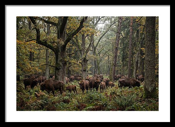 European Bison Herd In Autumn Forest
