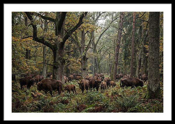 European Bison Herd In Autumn Forest