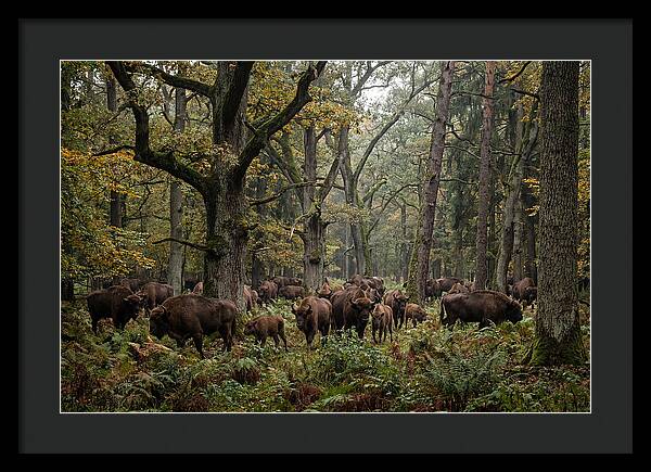 European Bison Herd In Autumn Forest