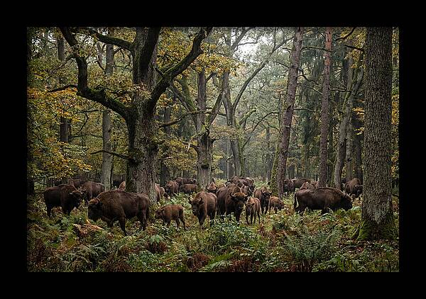 European Bison Herd In Autumn Forest