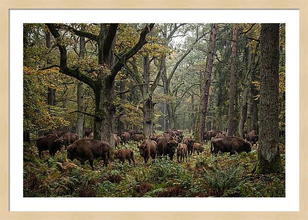 European Bison Herd In Autumn Forest