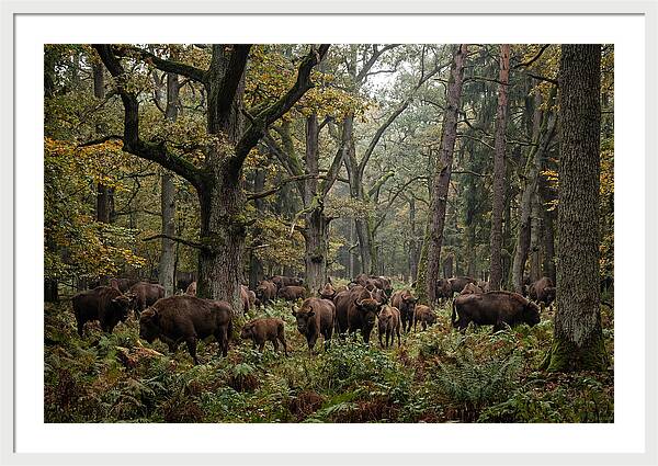 European Bison Herd In Autumn Forest