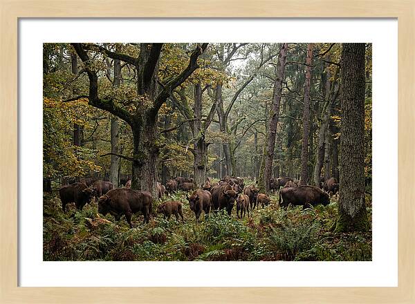 European Bison Herd In Autumn Forest