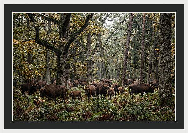 European Bison Herd In Autumn Forest