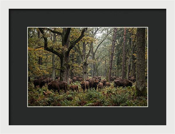 European Bison Herd In Autumn Forest