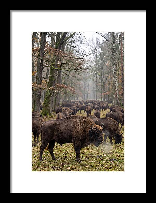 European Bison Herd In Poland