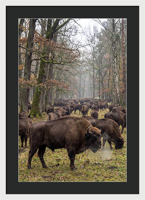 European Bison Herd In Poland