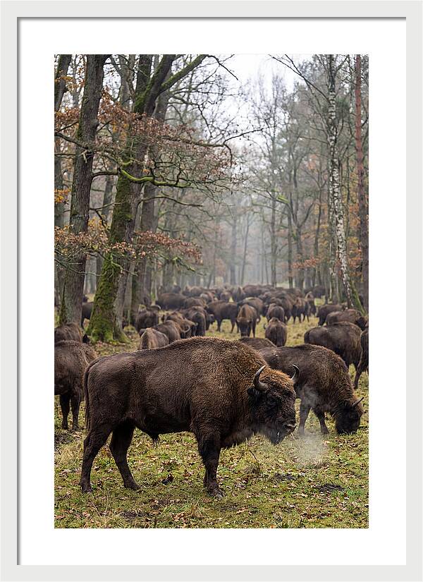 European Bison Herd In Poland