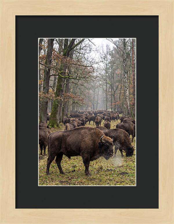 European Bison Herd In Poland