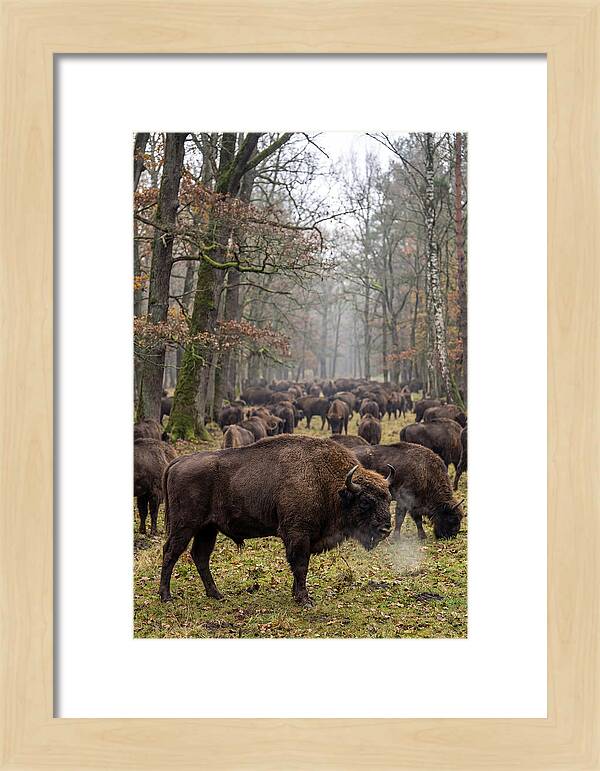 European Bison Herd In Poland