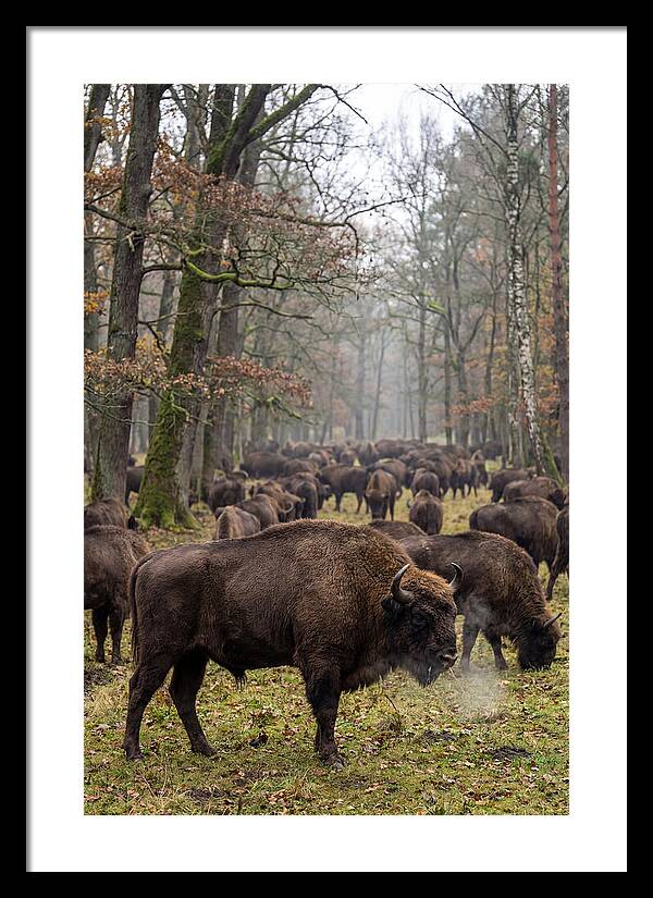 European Bison Herd In Poland