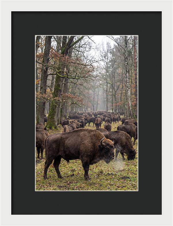 European Bison Herd In Poland