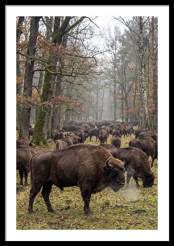 European Bison Herd In Poland