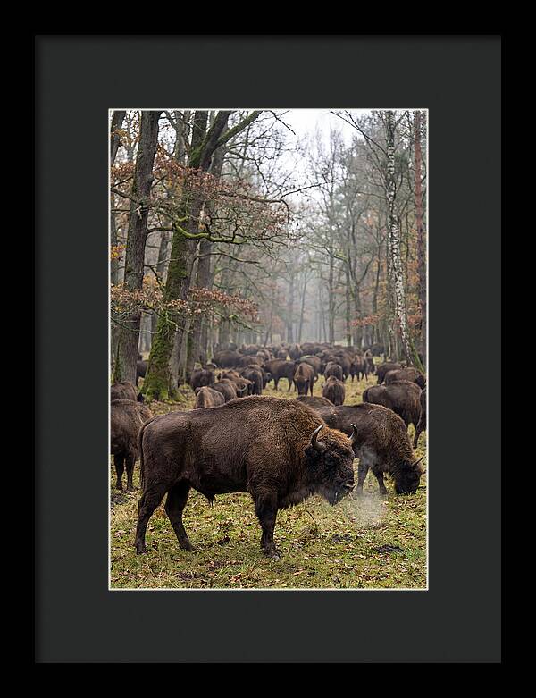 European Bison Herd In Poland