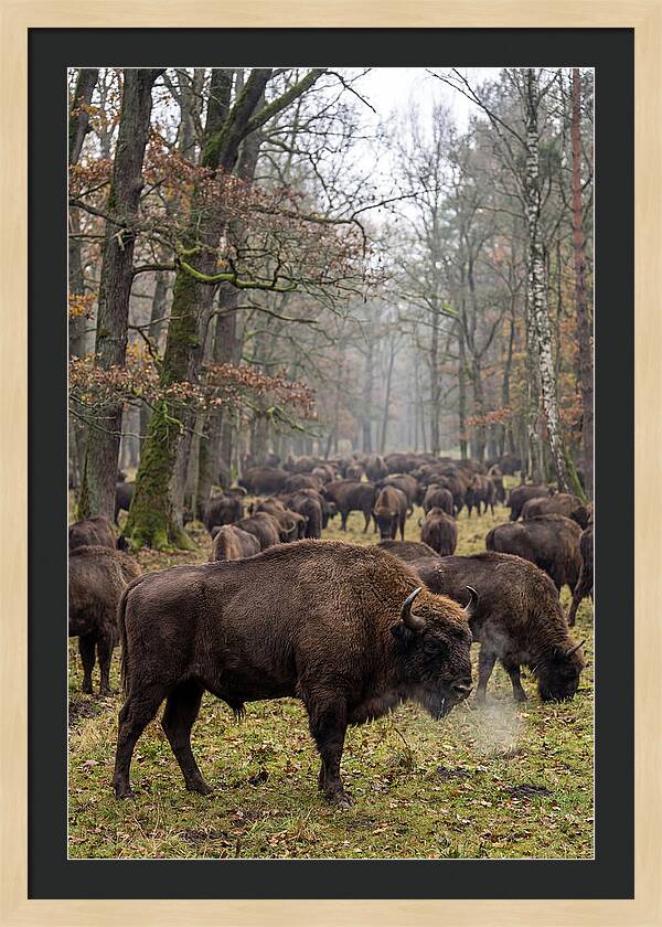 European Bison Herd In Poland