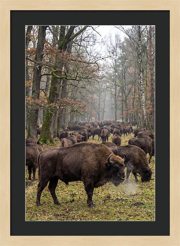 European Bison Herd In Poland