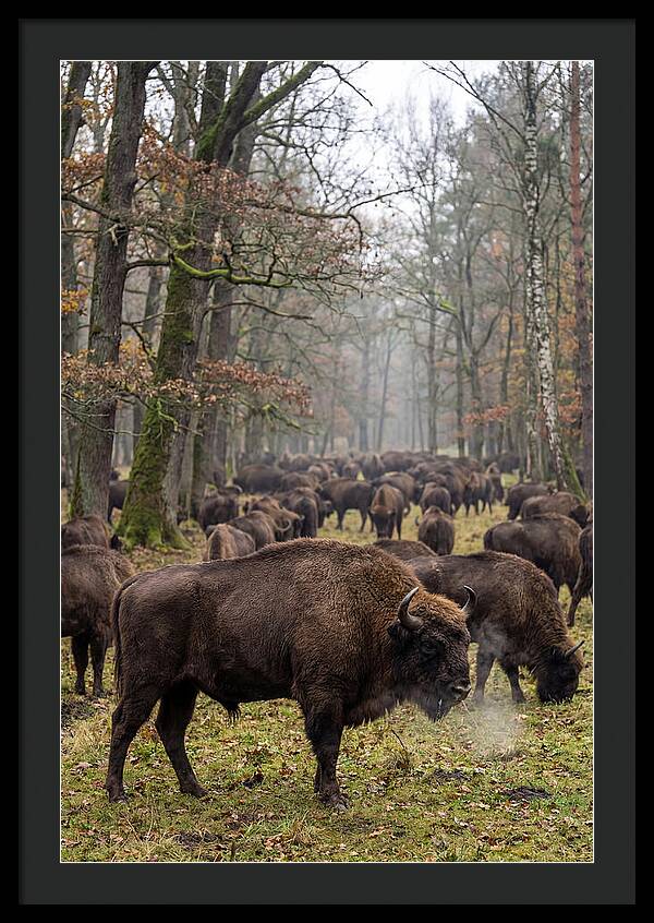 European Bison Herd In Poland