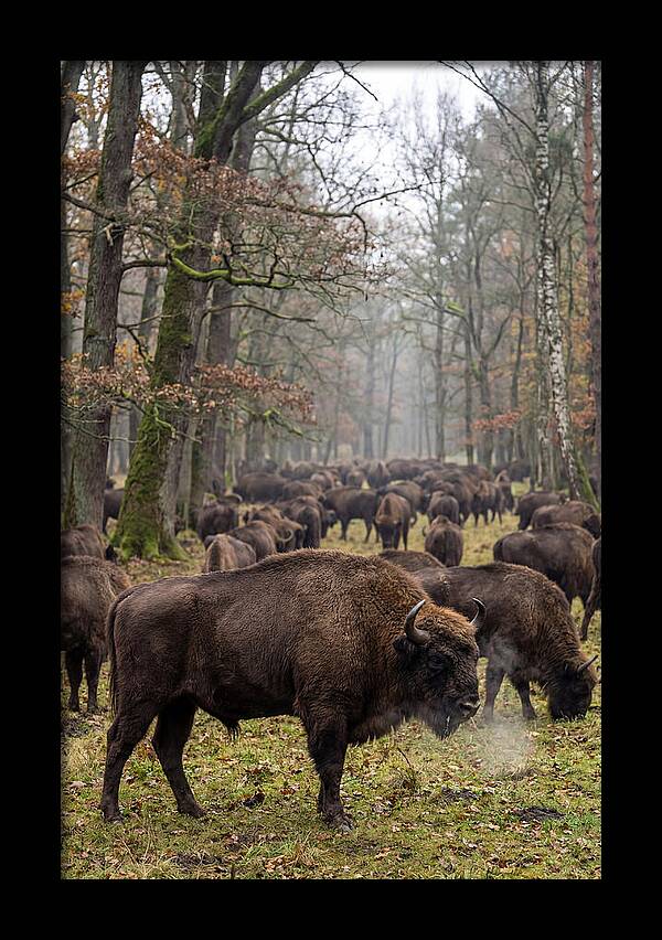 European Bison Herd In Poland