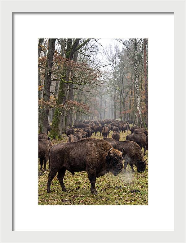 European Bison Herd In Poland