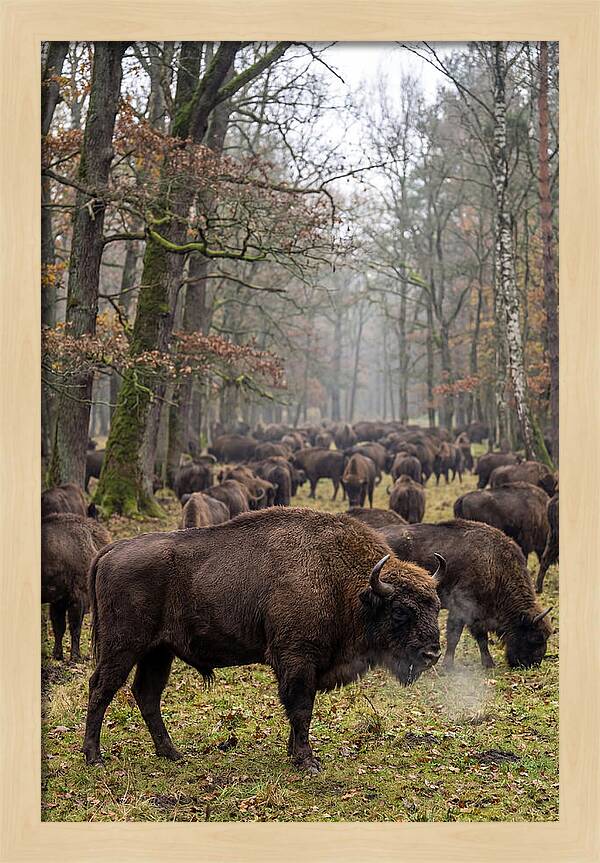 European Bison Herd In Poland