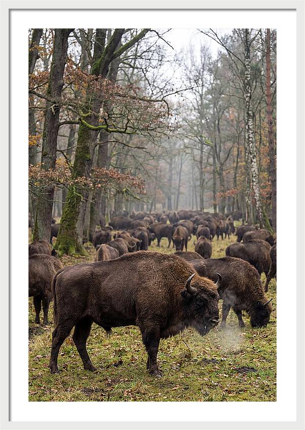 European Bison Herd In Poland