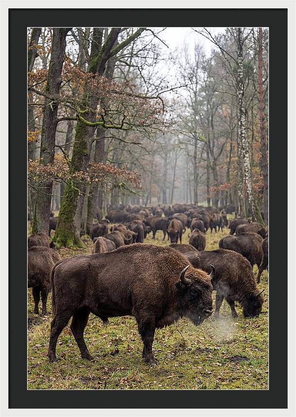 European Bison Herd In Poland