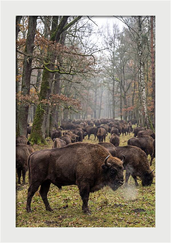 European Bison Herd In Poland