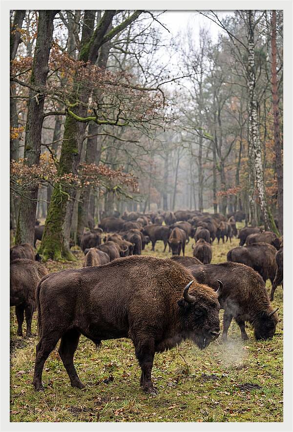 European Bison Herd In Poland