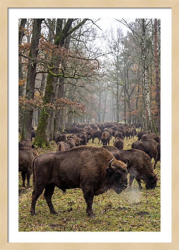 European Bison Herd In Poland