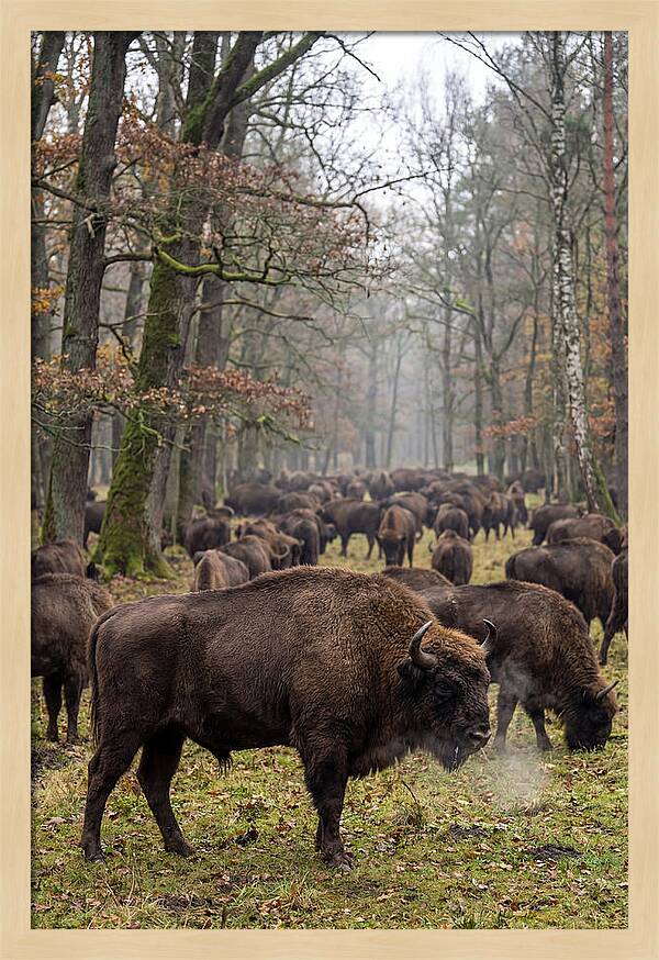 European Bison Herd In Poland