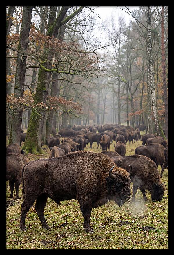 European Bison Herd In Poland