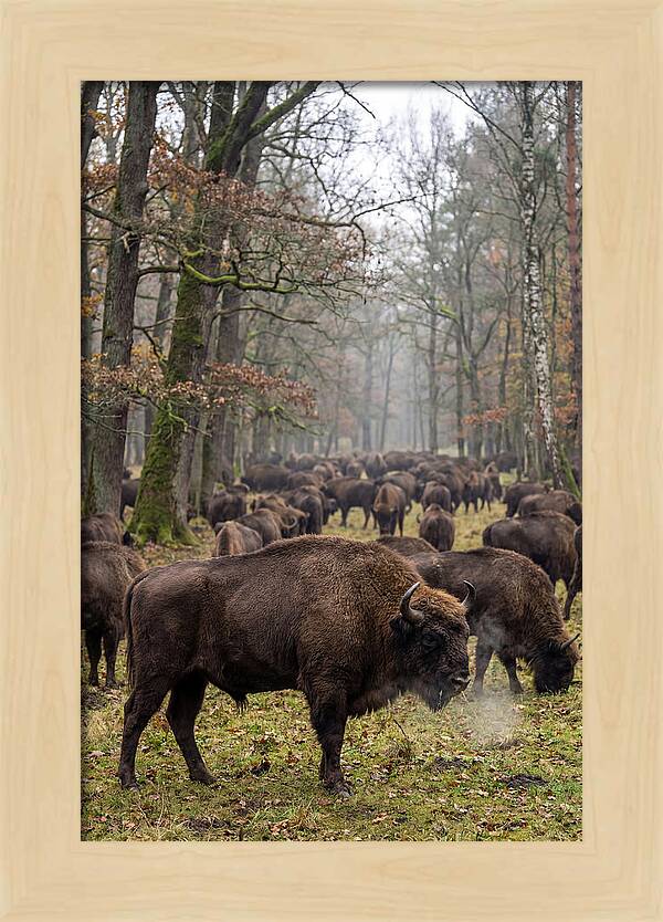 European Bison Herd In Poland